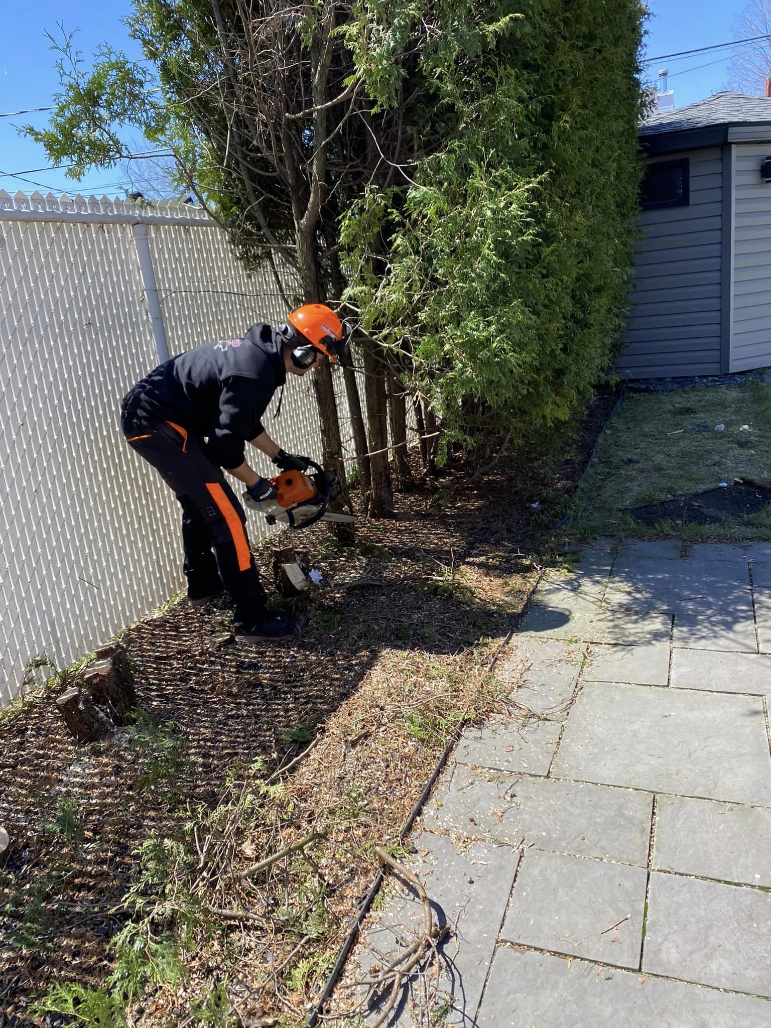 enlèvement de haie de cèdres